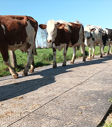 Installed Animal walk way already in use on a farm